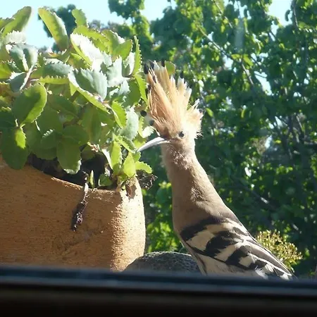 Hébergement de vacances Entre Garrigue Et Potager Bio Montségur-sur-Lauzon