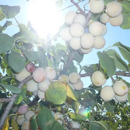 Semesterbostad Entre Garrigue Et Potager Bio